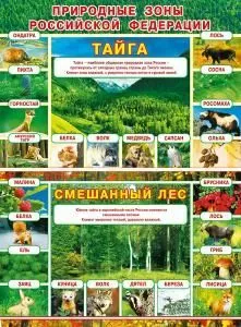 Плакат «Природные зоны РФ: Тайга/Смешанный лес»