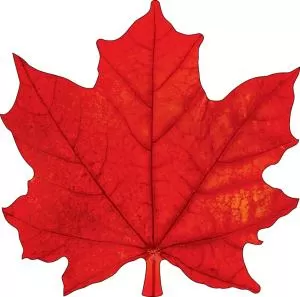 Украшение на скотче «Кленовый лист»