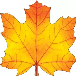 Украшение на скотче «Кленовый лист»