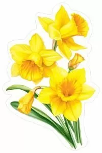 Украшение на скотче «Нарциссы»