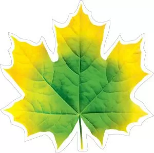 Украшение на скотче  «Кленовый лист жёлто-зелёный»