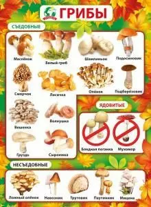 Плакат «Грибы»