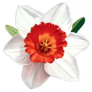 Украшение на скотче «Белый нарцисс» 