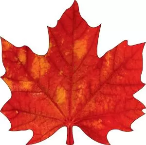 Украшение на скотче «Кленовый лист»