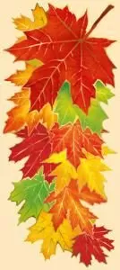 без названия ВЕТКА КЛЕНА