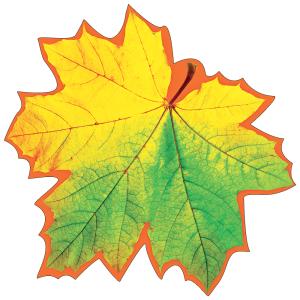 Украшение на скотче "Лист клёна жёлто-зелёный"