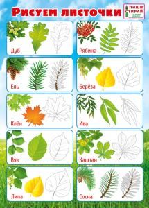 Мини-плакат «Рисуем листочки» (Пиши-стирай)