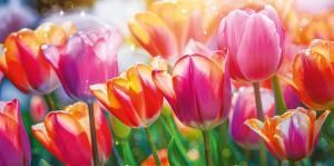 Конверт для денег без надписи