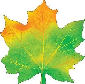 Украшение на скотче «Кленовый лист»