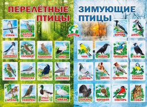 Плакат "Перелетные и зимующие птицы"
