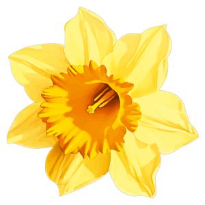 Украшение на скотче «Жёлтый нарцисс» 