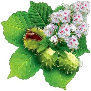 Украшение на скотче «Каштан»